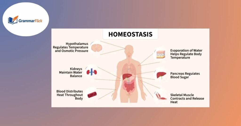 Homeostasis
