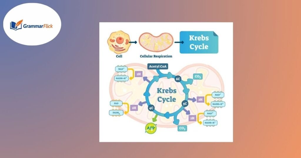 Krebs Cycle