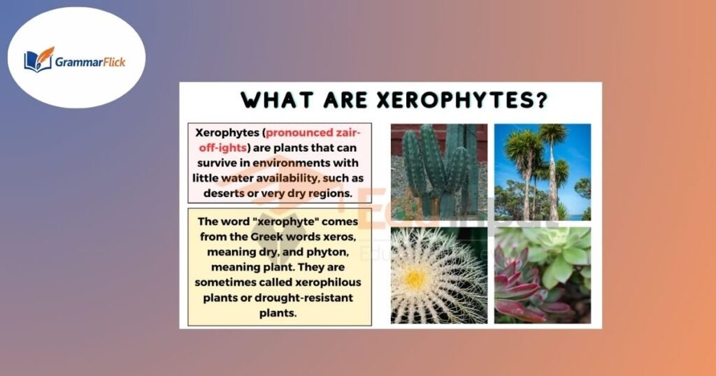 Xerophyte