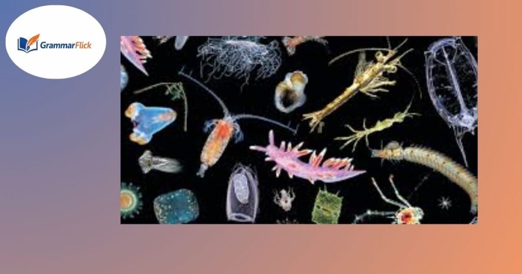 Zooplankton