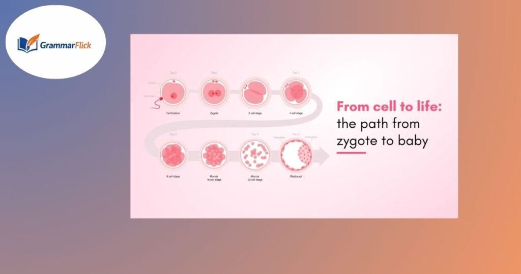 Zygote
